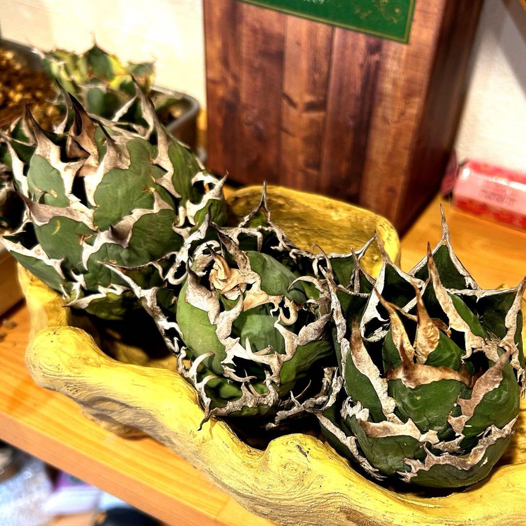 アガベ　海王［烈海王］×superシーザー×姫厳竜　S株特価　ボールタイプ　特価