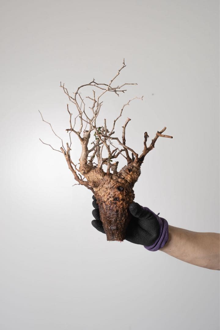 CP57 オペルクリカリア パキプス ベアルート株