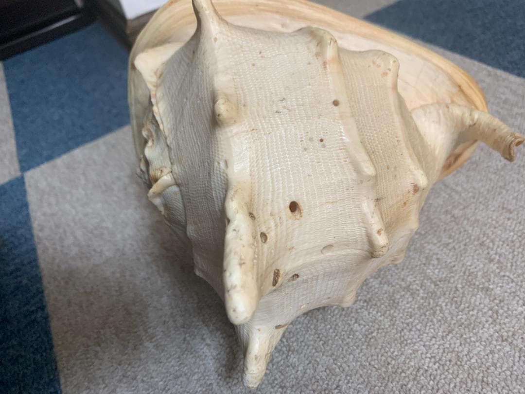 珍品　唐冠貝（トウカムリガイ）H23cmxW20cmxD23cm 美品