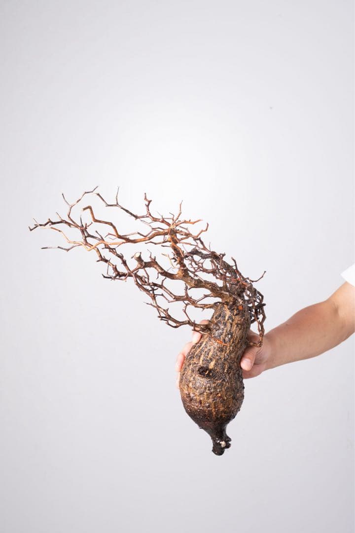 IP15 オペルクリカリア パキプス コーデックス ベアルート株