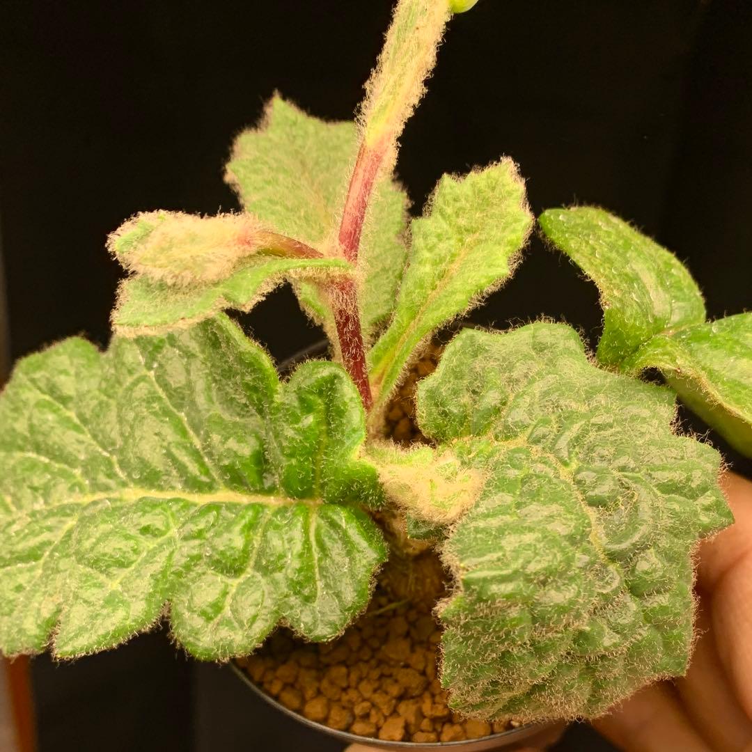 花芽付レア！　オトンナ ヘテロフィラ　ブルボーサ　多肉植物　塊根植物　実生