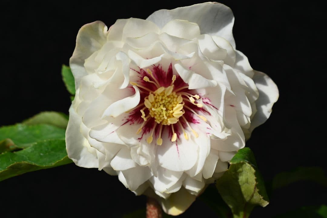 クリスマスローズ　認定ディオーネホワイトフラッシュ　加藤農園