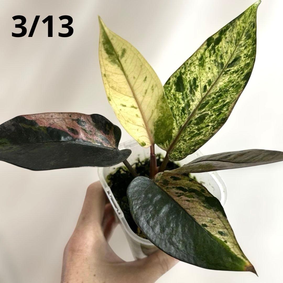 超希少❗️ルネサンス　ブラックピンク　バリエガータ