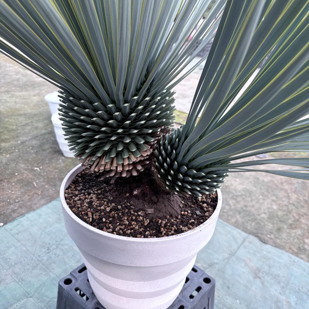 【AL1163】ユッカ　ロストラータ