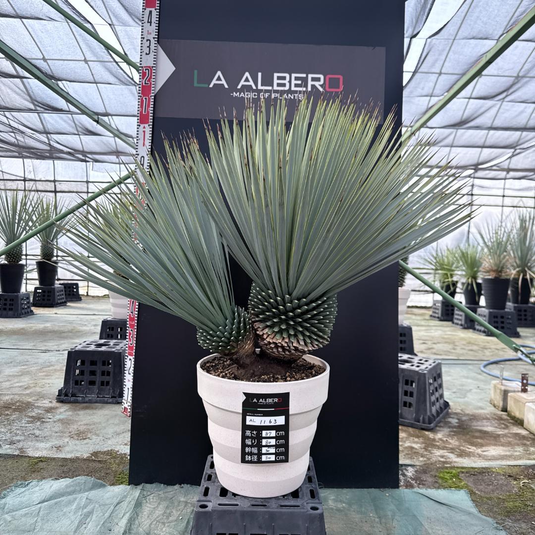 【AL1163】ユッカ　ロストラータ