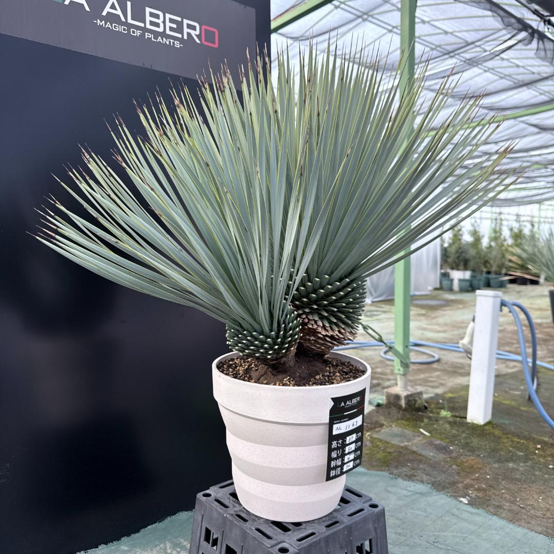 【AL1163】ユッカ　ロストラータ