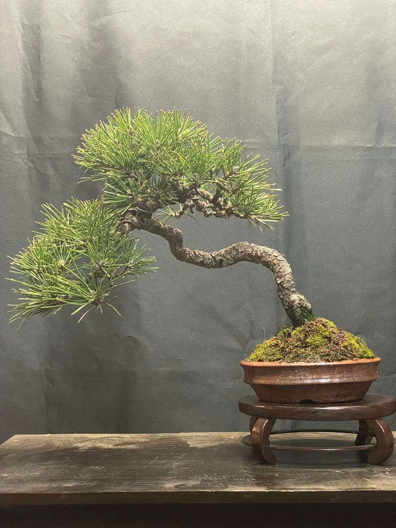 文人黒松盆栽 陶器鉢