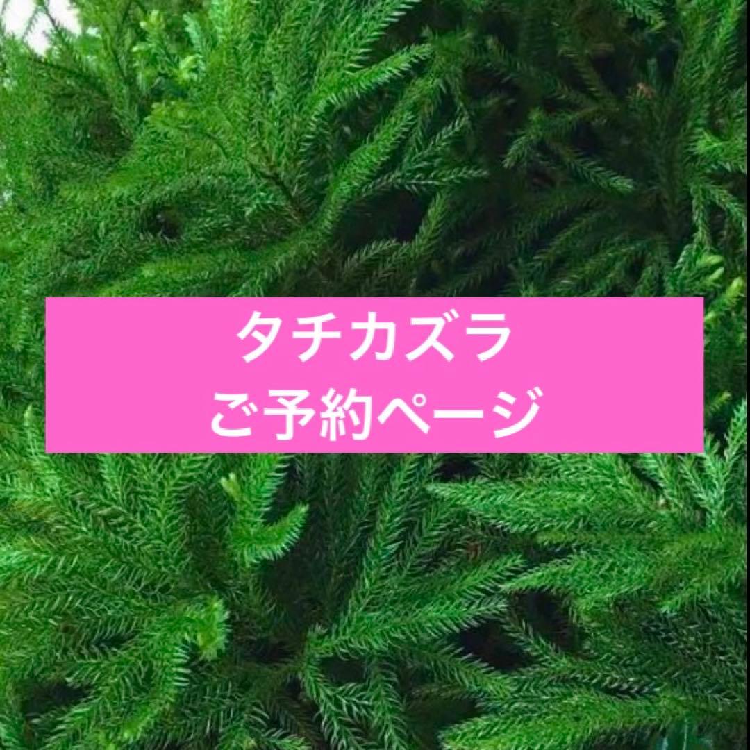 予約ページ❣️タチカズラ フレッシュ☆60本❣️年内締切です‼️