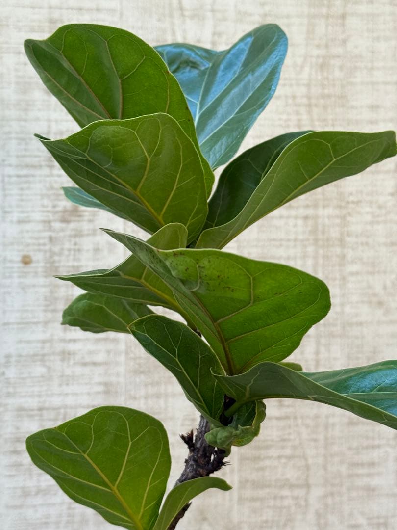 ☆ フィカス バンビーノ♪ 105cm 曲がり仕立て♪