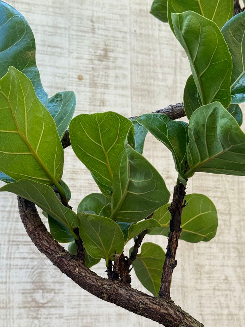 ☆ フィカス バンビーノ♪ 105cm 曲がり仕立て♪