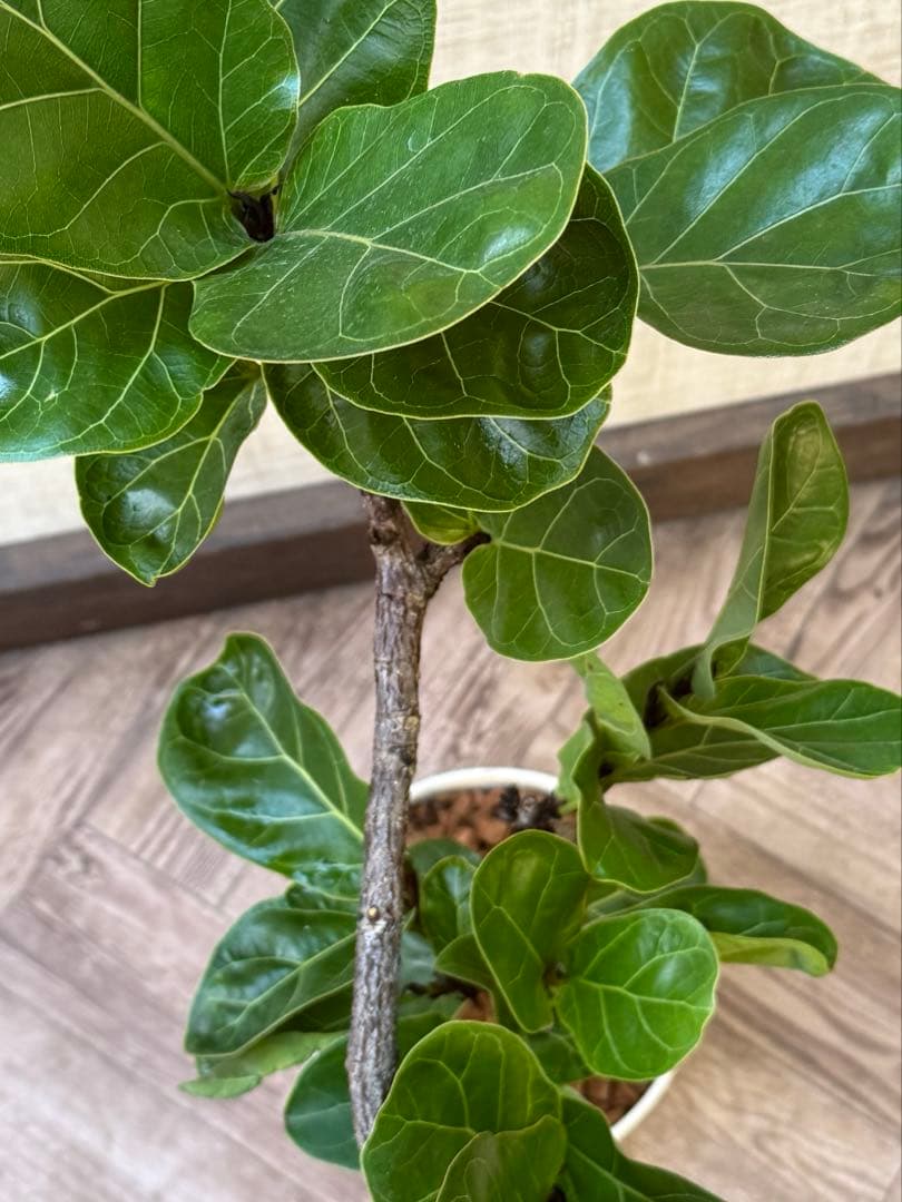 ☆ フィカス バンビーノ♪ 105cm 曲がり仕立て♪