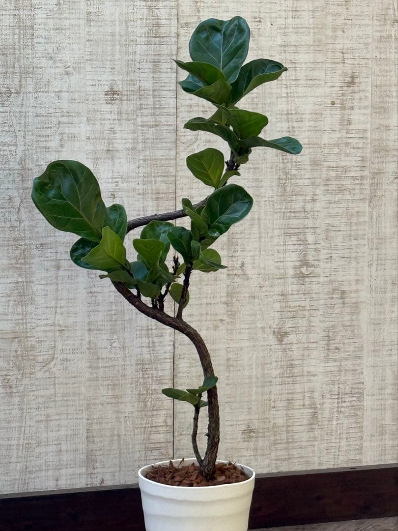 ☆ フィカス バンビーノ♪ 105cm 曲がり仕立て♪