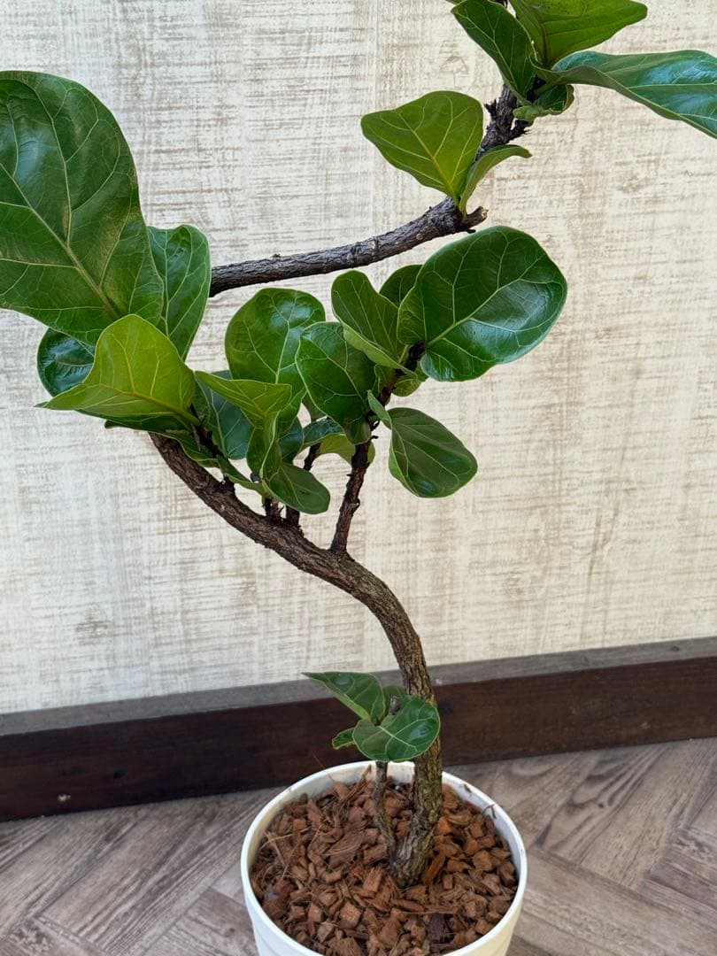 ☆ フィカス バンビーノ♪ 105cm 曲がり仕立て♪