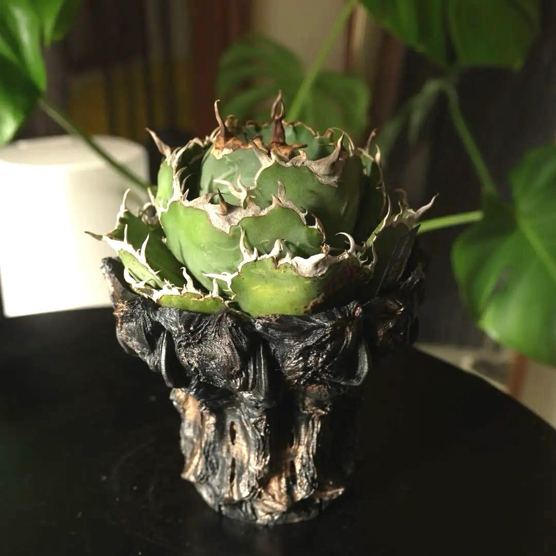 白鯨 親株 アガベ　チタノタ ボール型 鉢付き