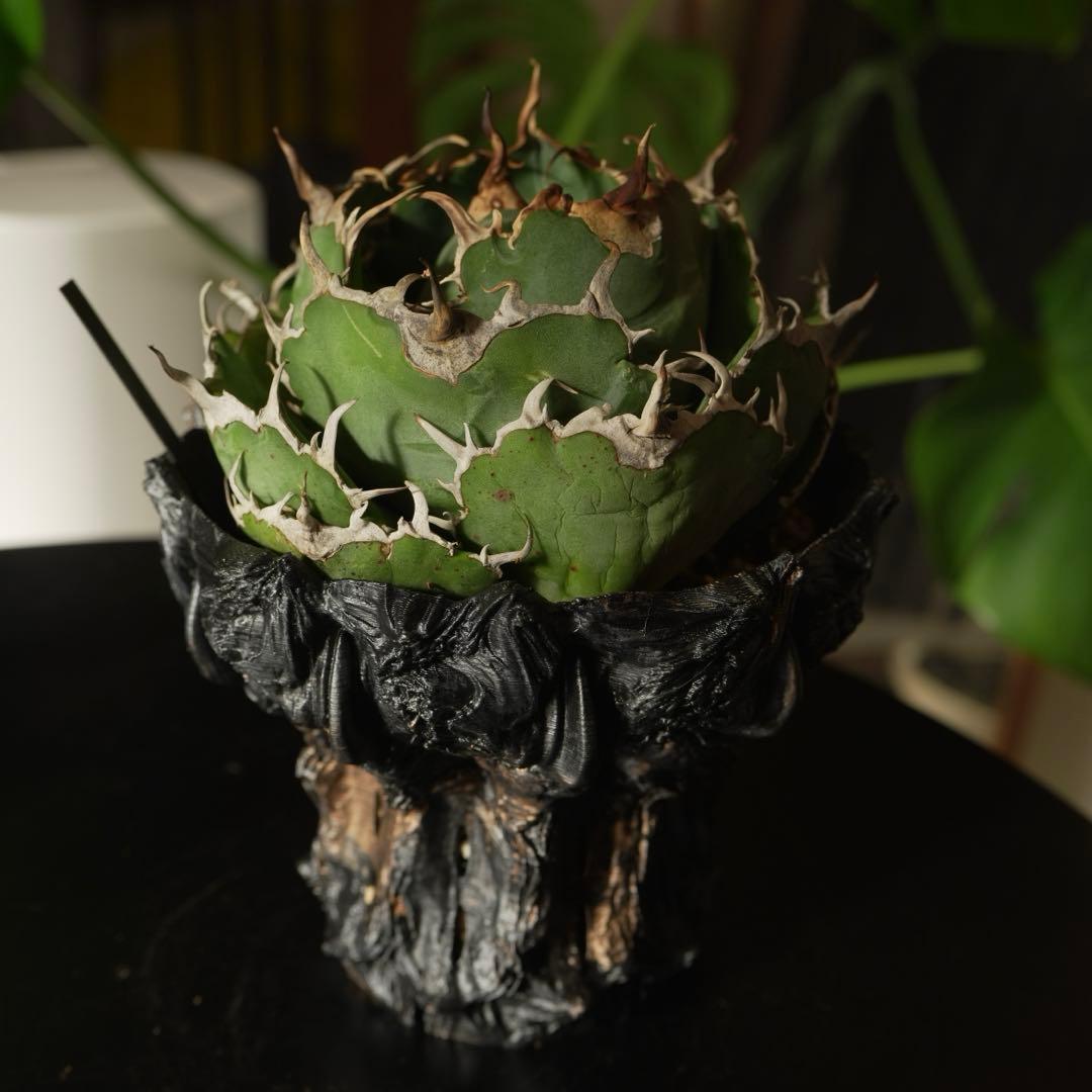 白鯨 親株 アガベ　チタノタ ボール型 鉢付き