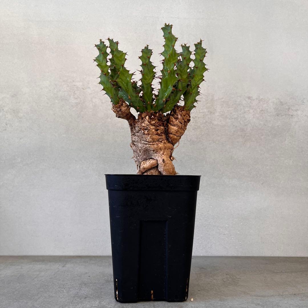 ユーフォルビア　クラビゲラ　現地球　Euphorbia clavigera