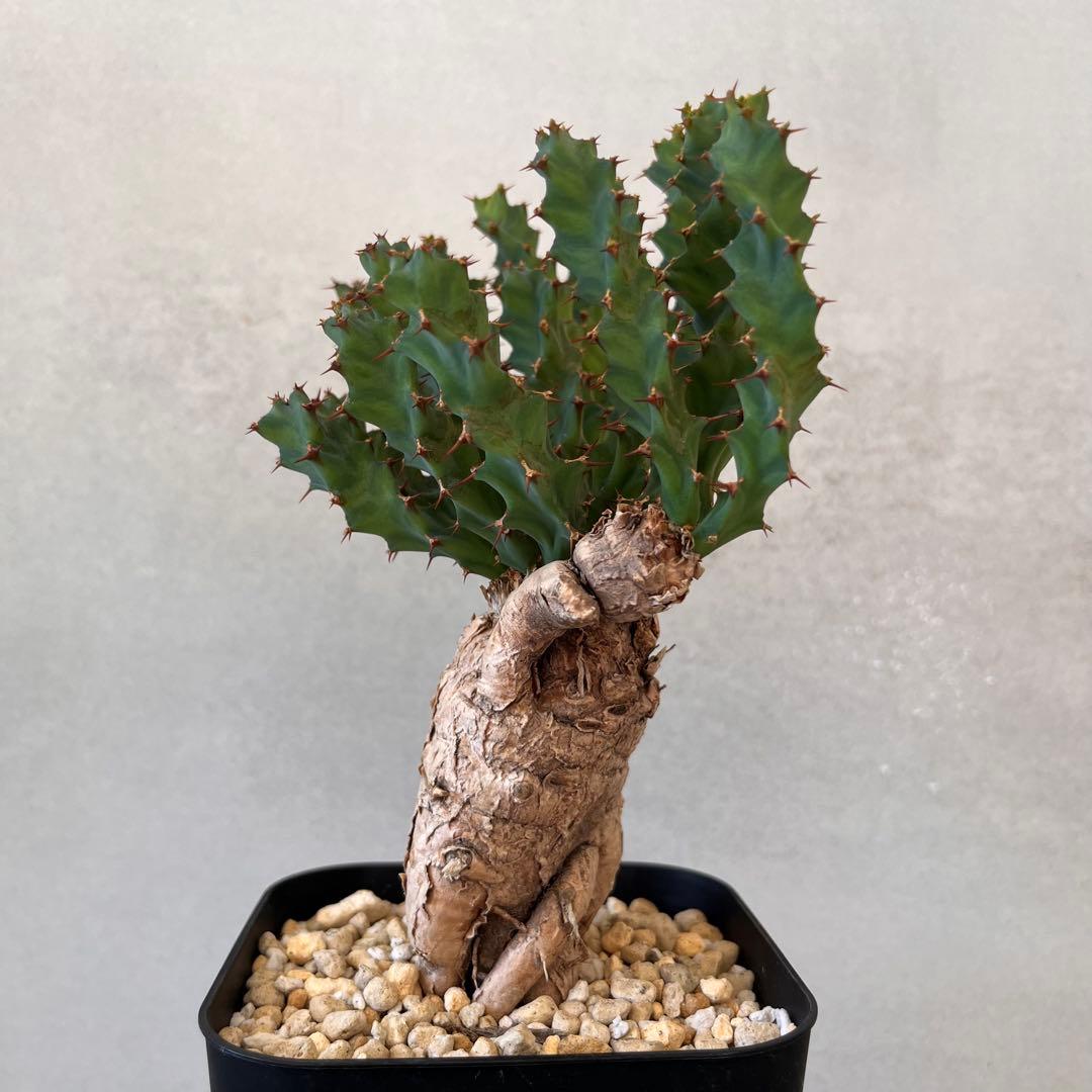 ユーフォルビア　クラビゲラ　現地球　Euphorbia clavigera