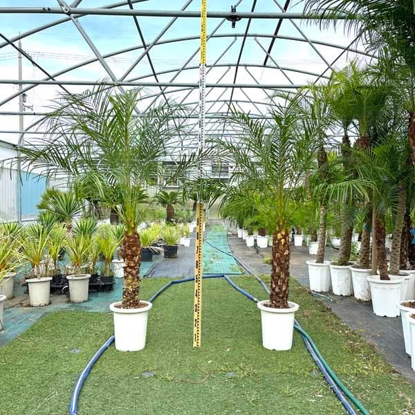 ロベヤシ フェニックス・ロベレニー ヤシ ヤシの木 パームツリー ロベ