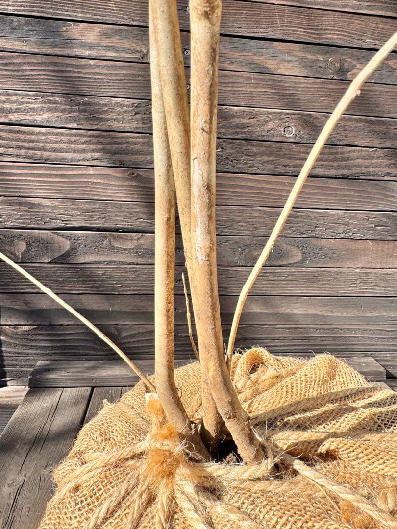 アオダモ/株立ち/自生山採り【現品発送】管理80017