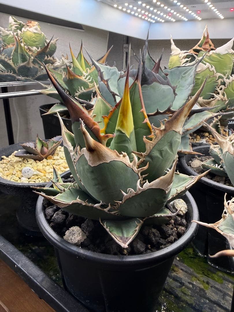 ★実生選抜★ アガベ オテロイ 管理番号No.3