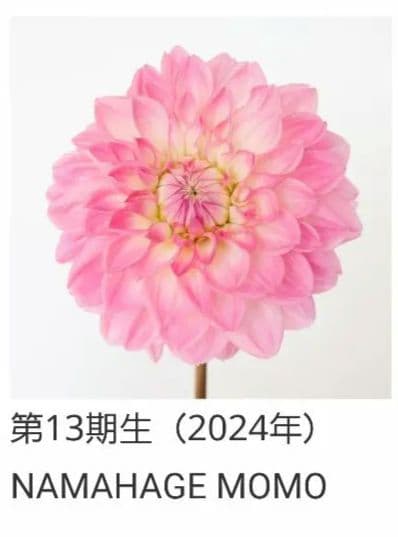 リコ NAMAHAGE MOMO & アバンギャルド ダリア 球根