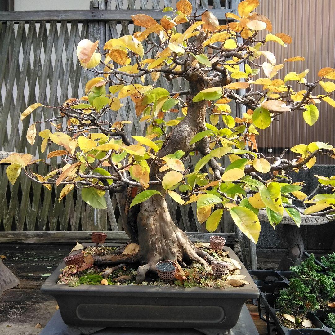 かりん　（丸型の実です)【大型盆栽】