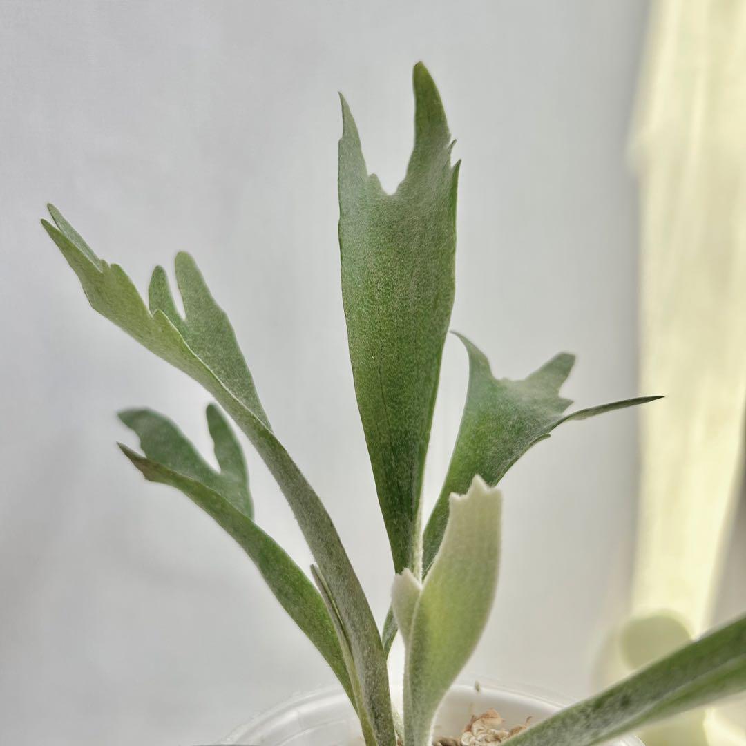 【メルカリ便】P. Willinckii Spur(TC) 【40】