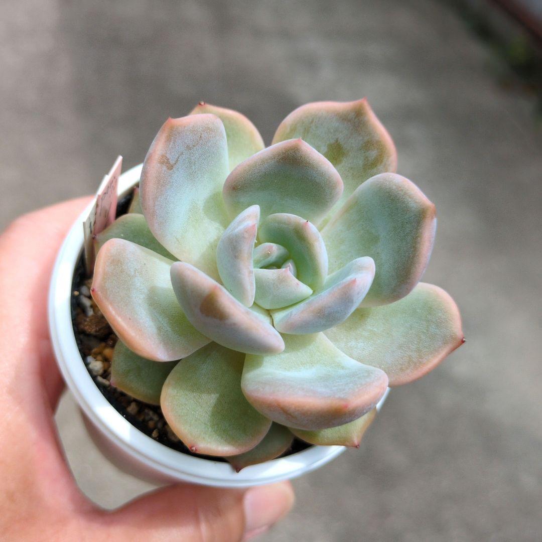 126.. 多肉植物 リモン 750円【抜き苗】