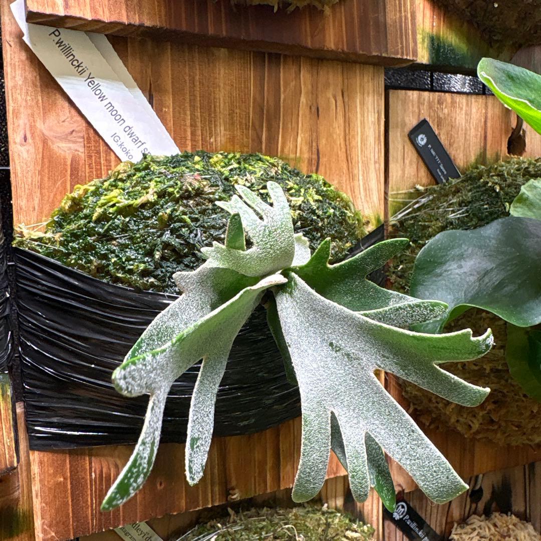 ビカクシダ P. Antler Crown Yellow Moon Dwarf spore