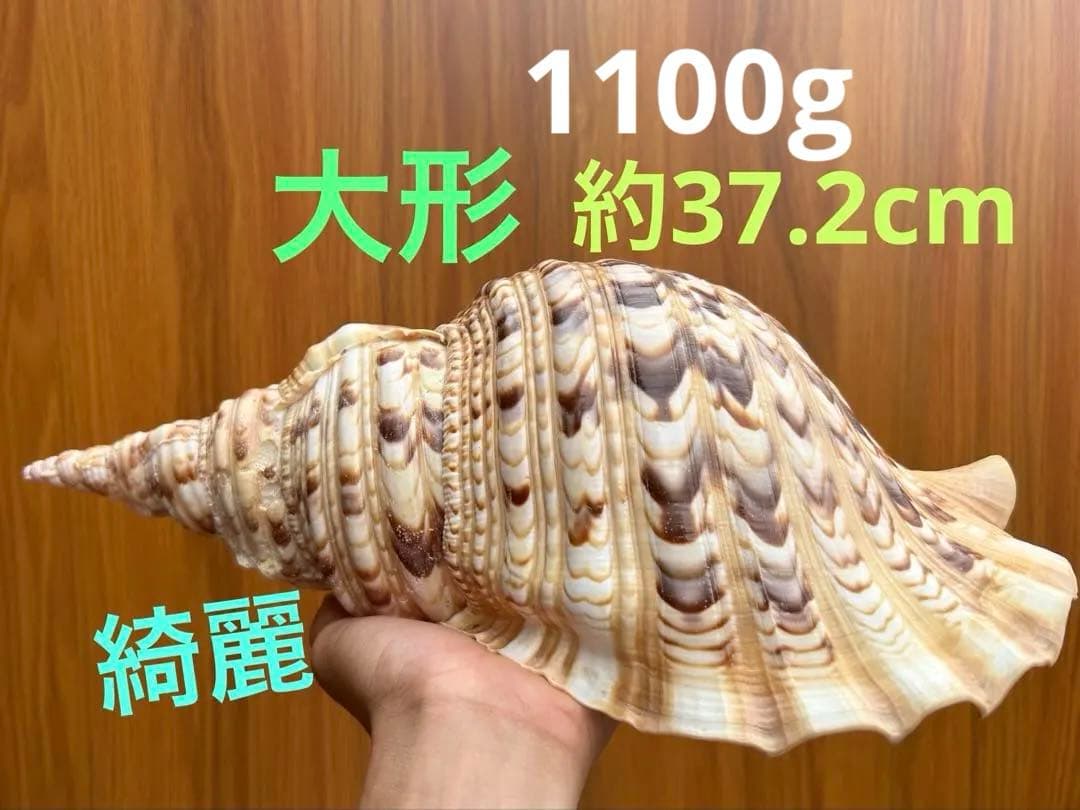 特大37.２ cm 法螺貝