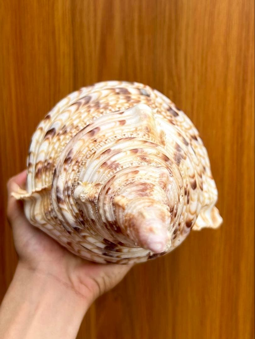 特大37.２ cm 法螺貝