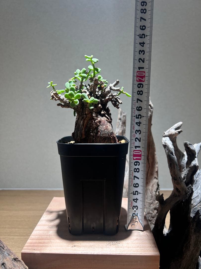 発根済み！ケラリア　ピグマエア　現地球