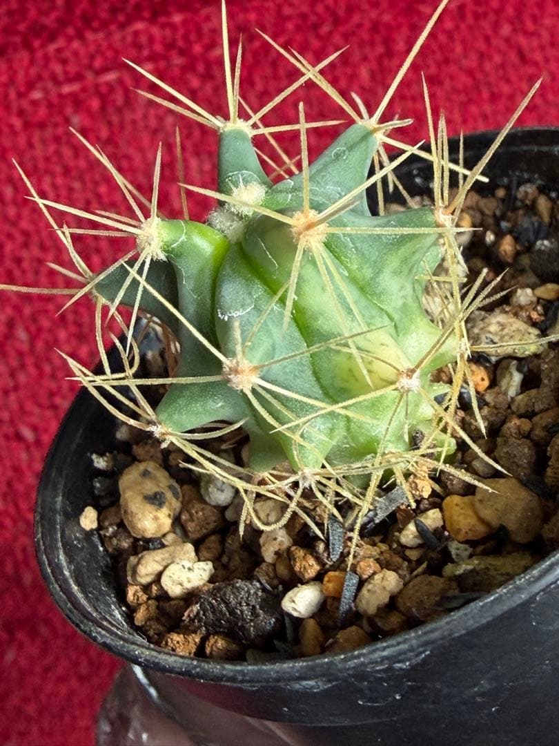 フェロカクタス王冠竜錦◇斑入りドライガーデン多肉サボテン実生アガベ アロエ南国