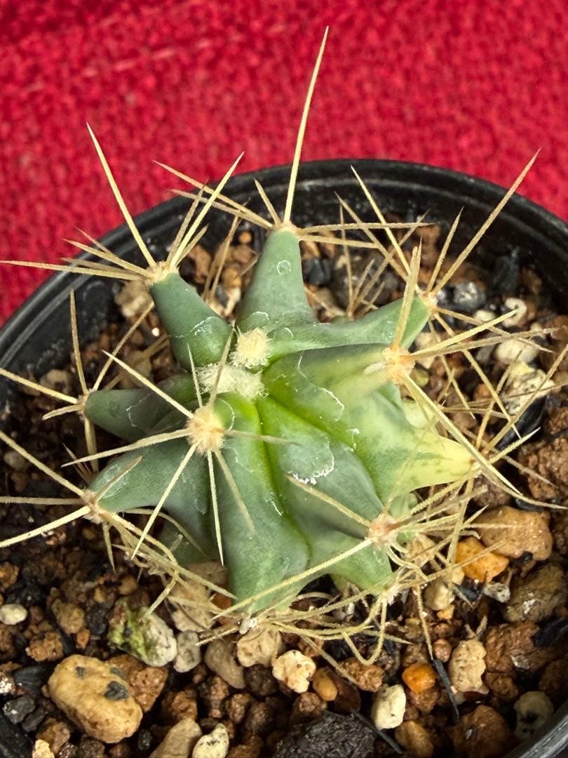 フェロカクタス王冠竜錦◇斑入りドライガーデン多肉サボテン実生アガベ アロエ南国