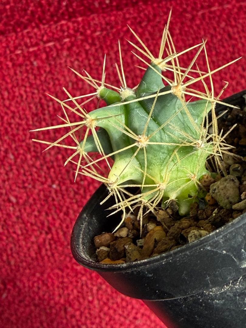 フェロカクタス王冠竜錦◇斑入りドライガーデン多肉サボテン実生アガベ アロエ南国