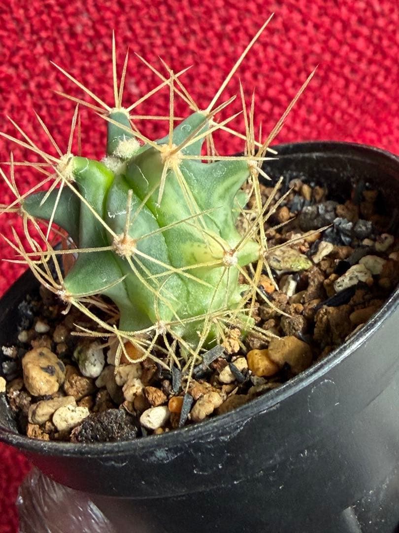 フェロカクタス王冠竜錦◇斑入りドライガーデン多肉サボテン実生アガベ アロエ南国