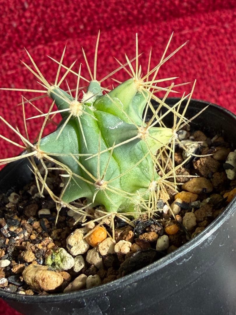 フェロカクタス王冠竜錦◇斑入りドライガーデン多肉サボテン実生アガベ アロエ南国