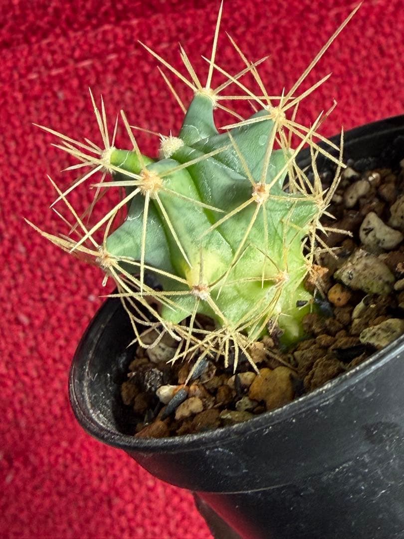 フェロカクタス王冠竜錦◇斑入りドライガーデン多肉サボテン実生アガベ アロエ南国