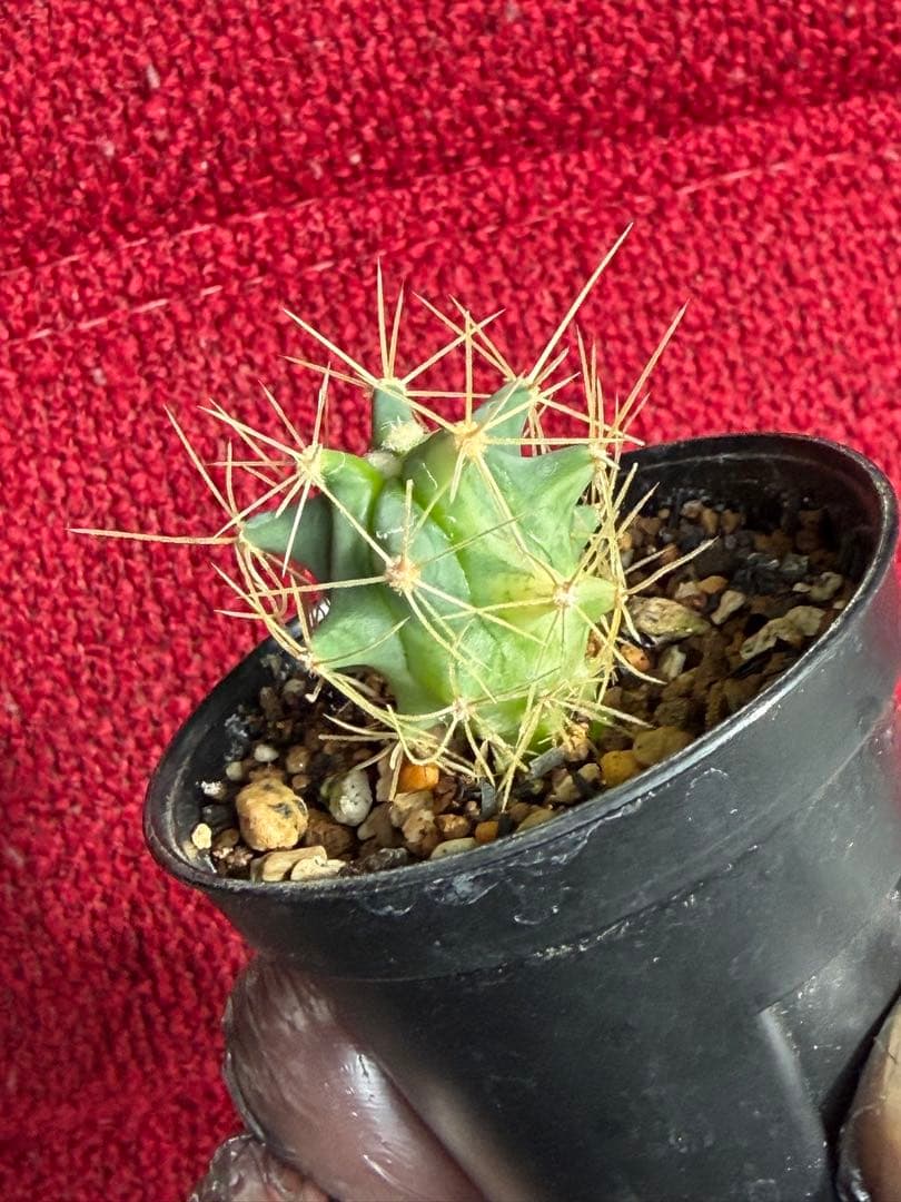 フェロカクタス王冠竜錦◇斑入りドライガーデン多肉サボテン実生アガベ アロエ南国