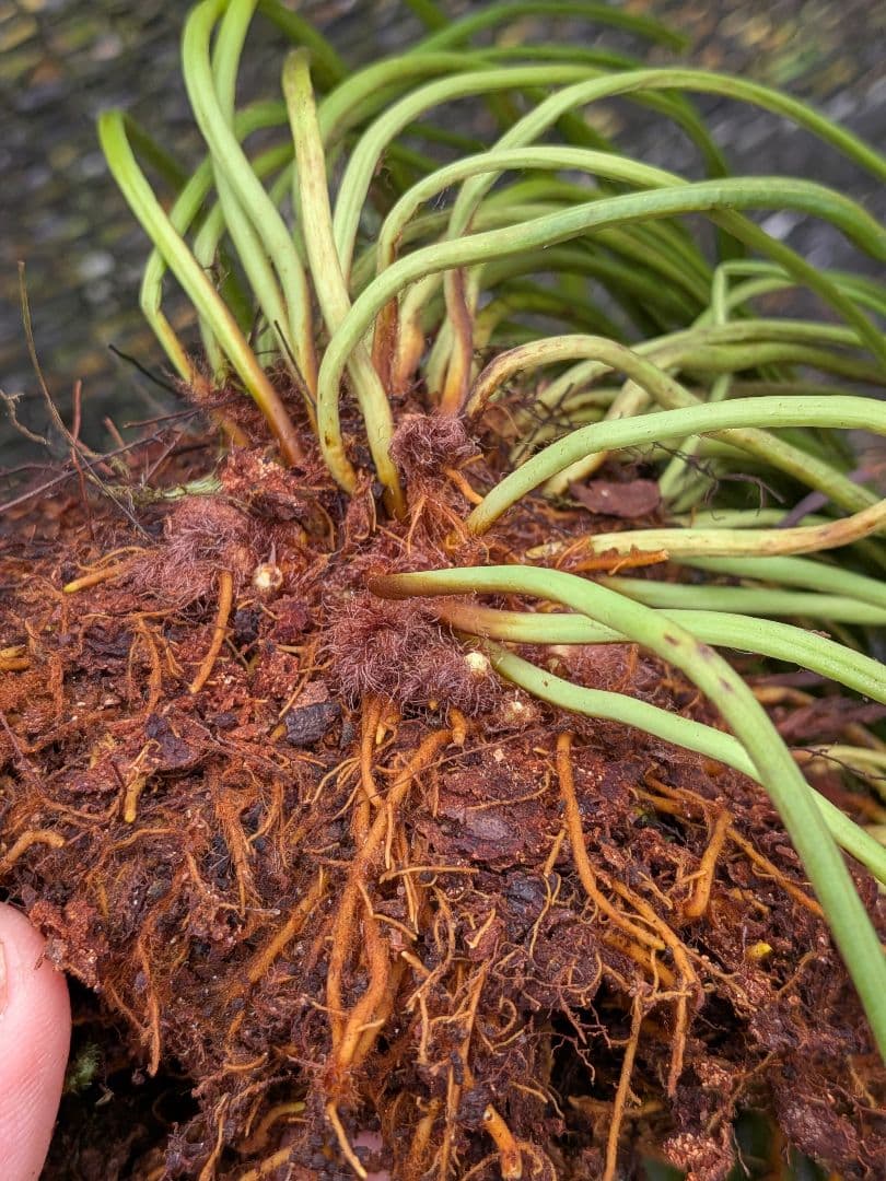 や*ょ様 山野草、シダ植物、着生植物　[ナカミシシラン]大株１塊