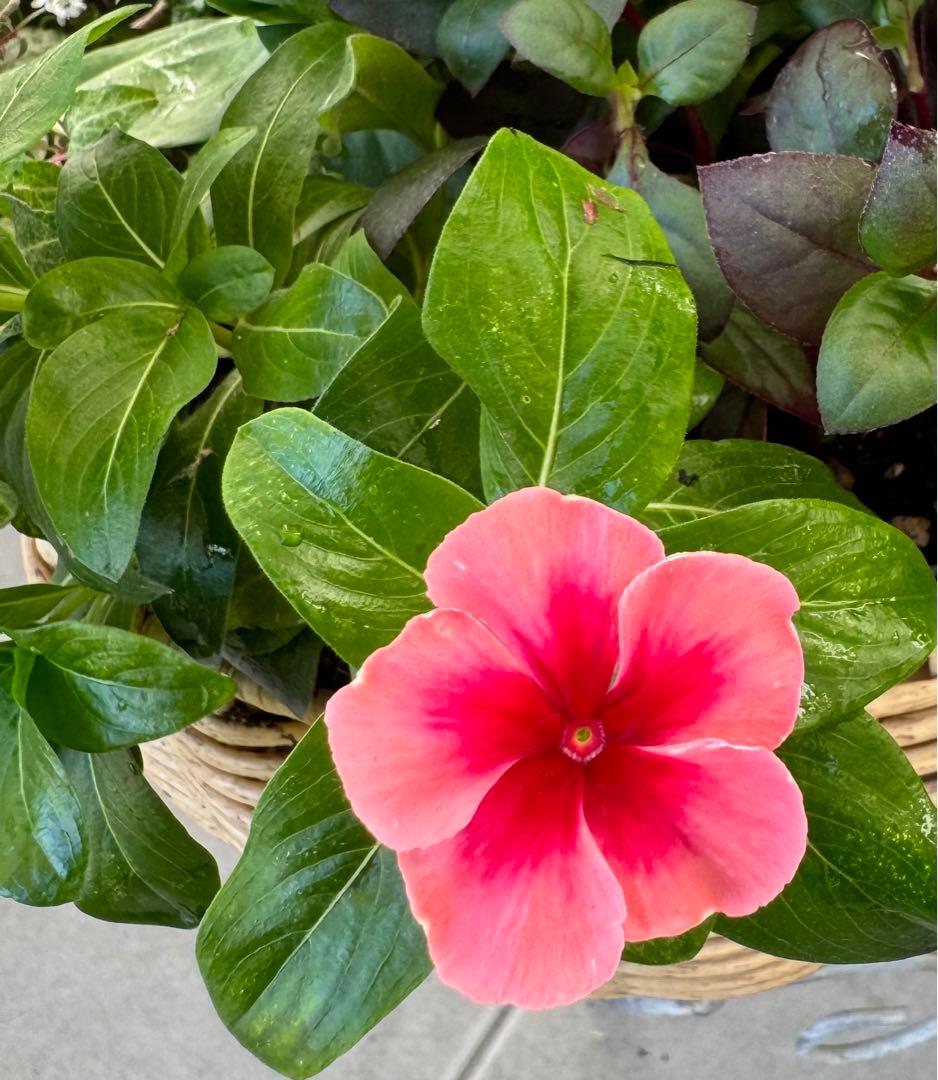 寄せ植え　花■秋の寄せ植え