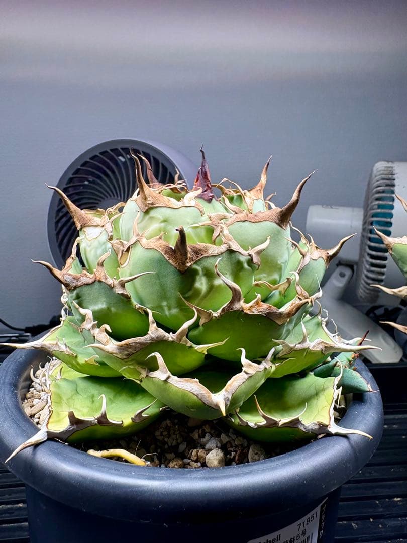 アガベ・チタノタ・fo076 COMPACTA