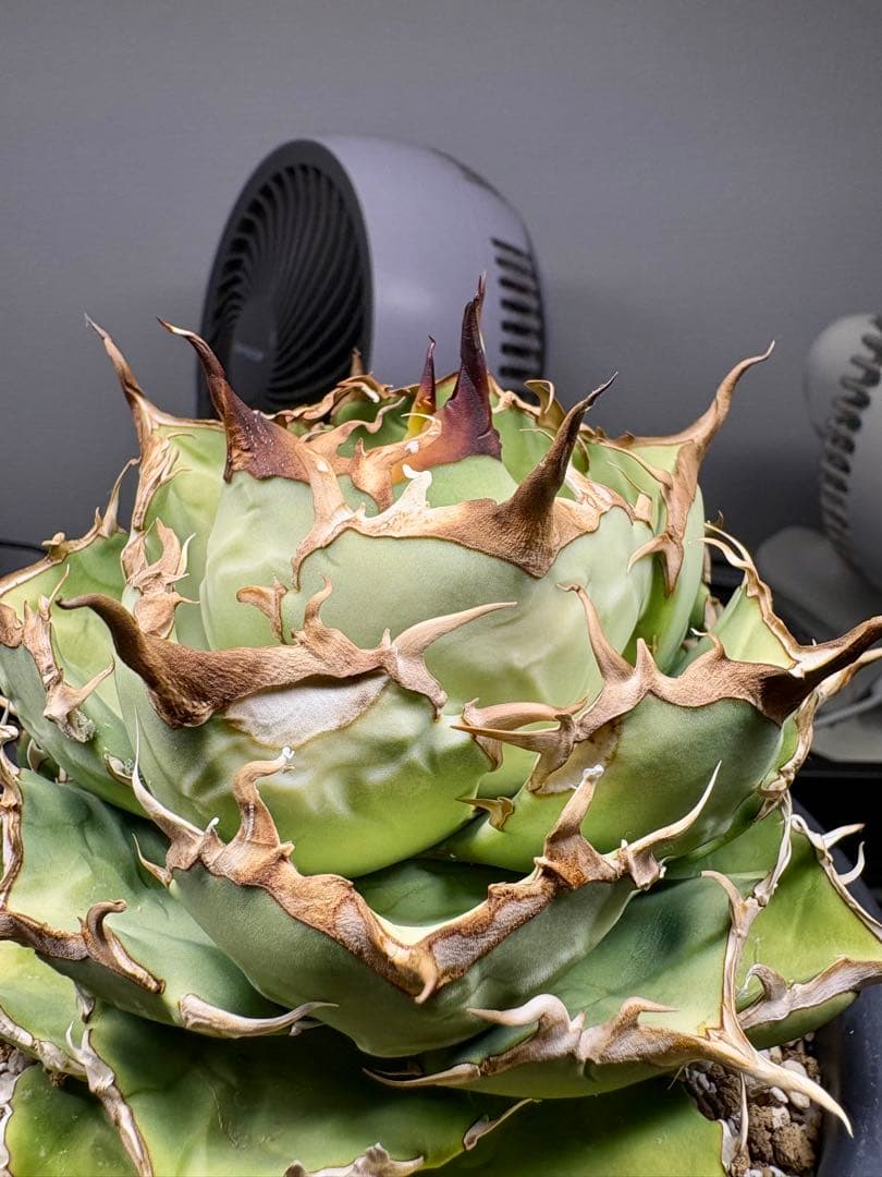 アガベ・チタノタ・fo076 COMPACTA