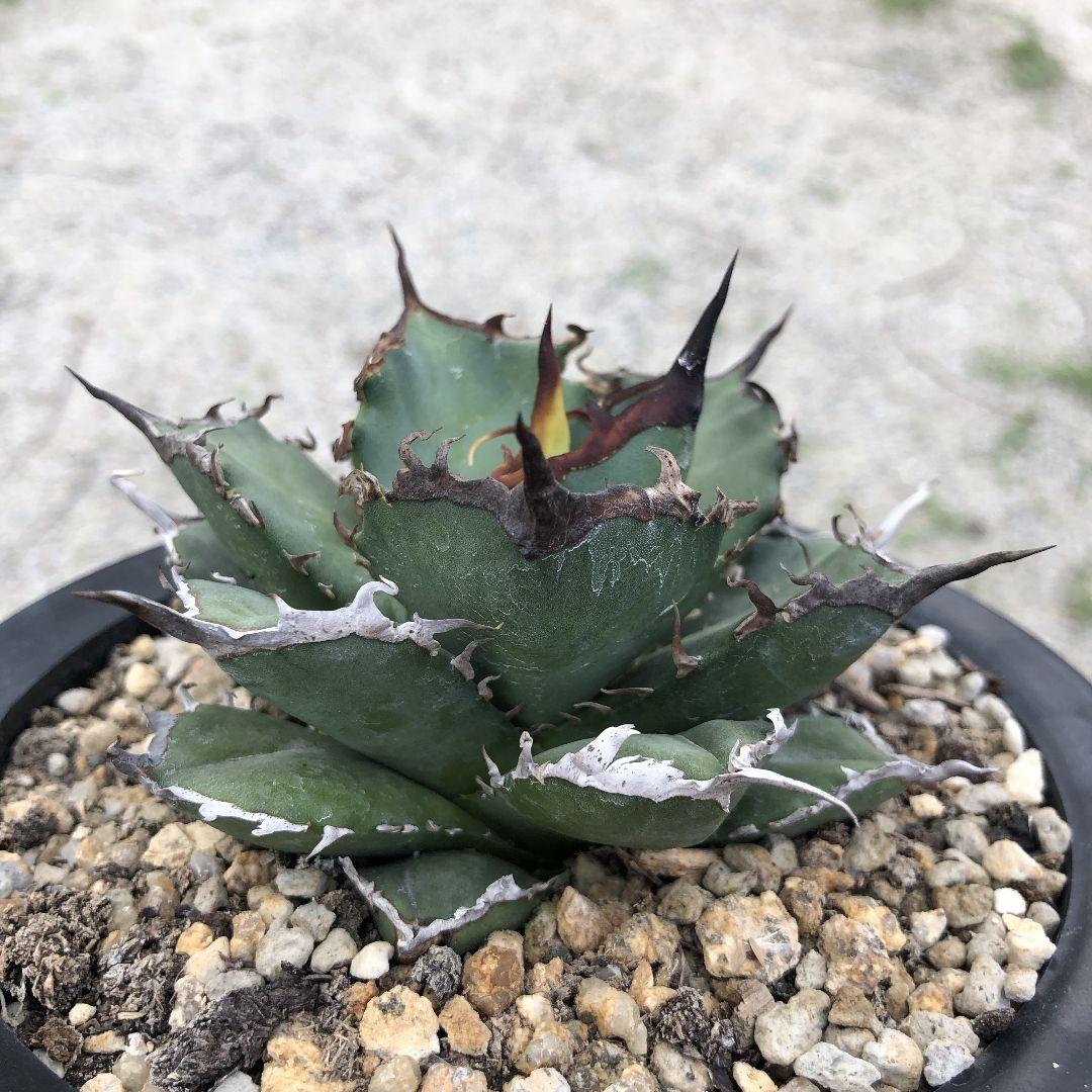 アガベ  チタノタ 黒犀牛 狂戦士 ラスト中株