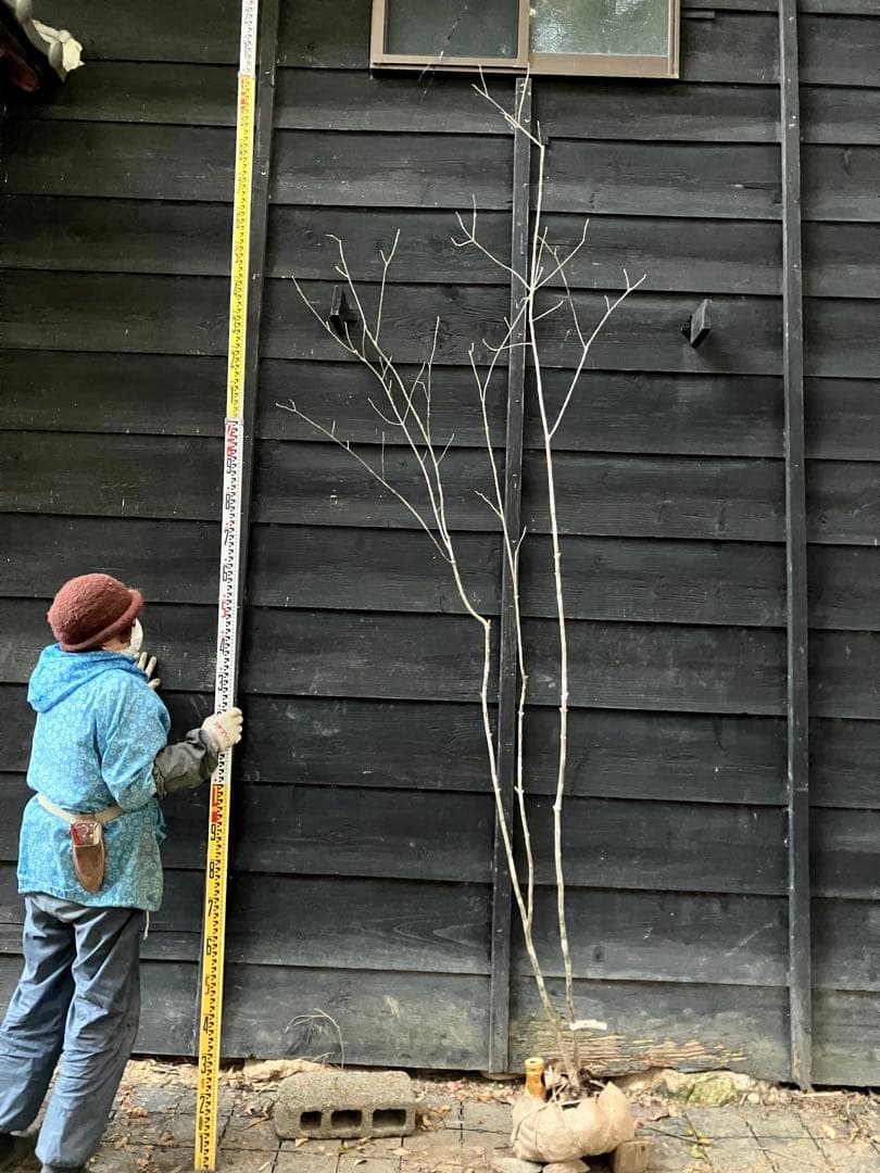 301 山採り　アオダモ