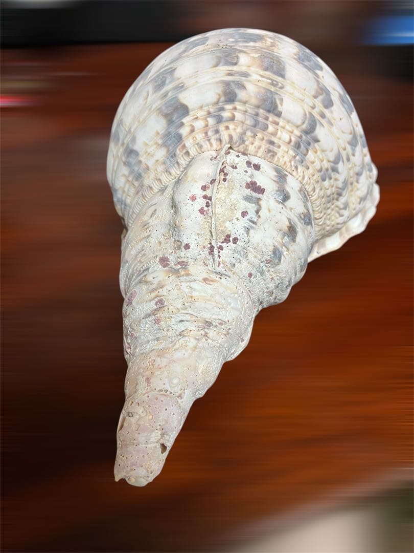 希少　法螺貝　直線34cm 沖縄　インテリア