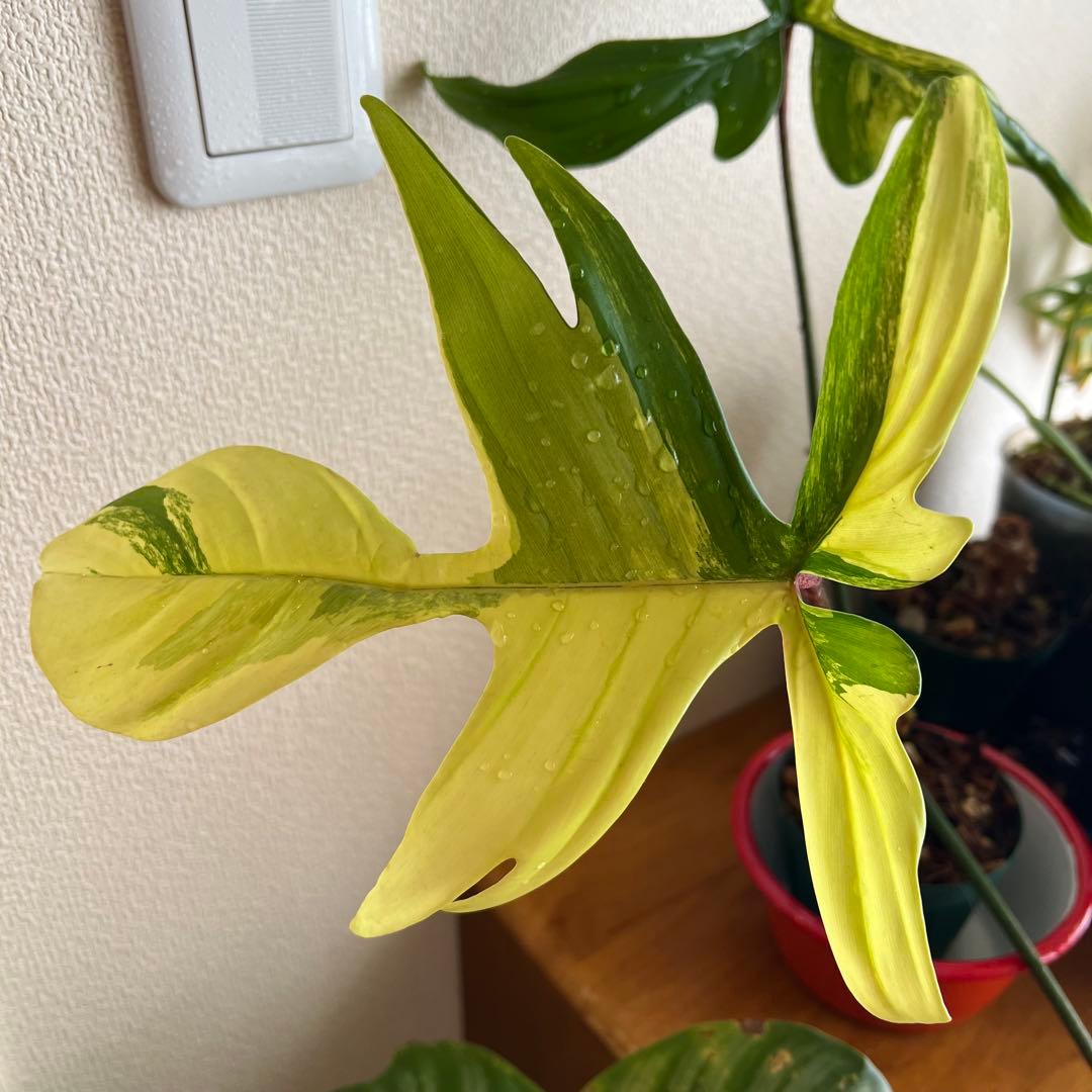 フィロデンドロン　フロリダビューティ