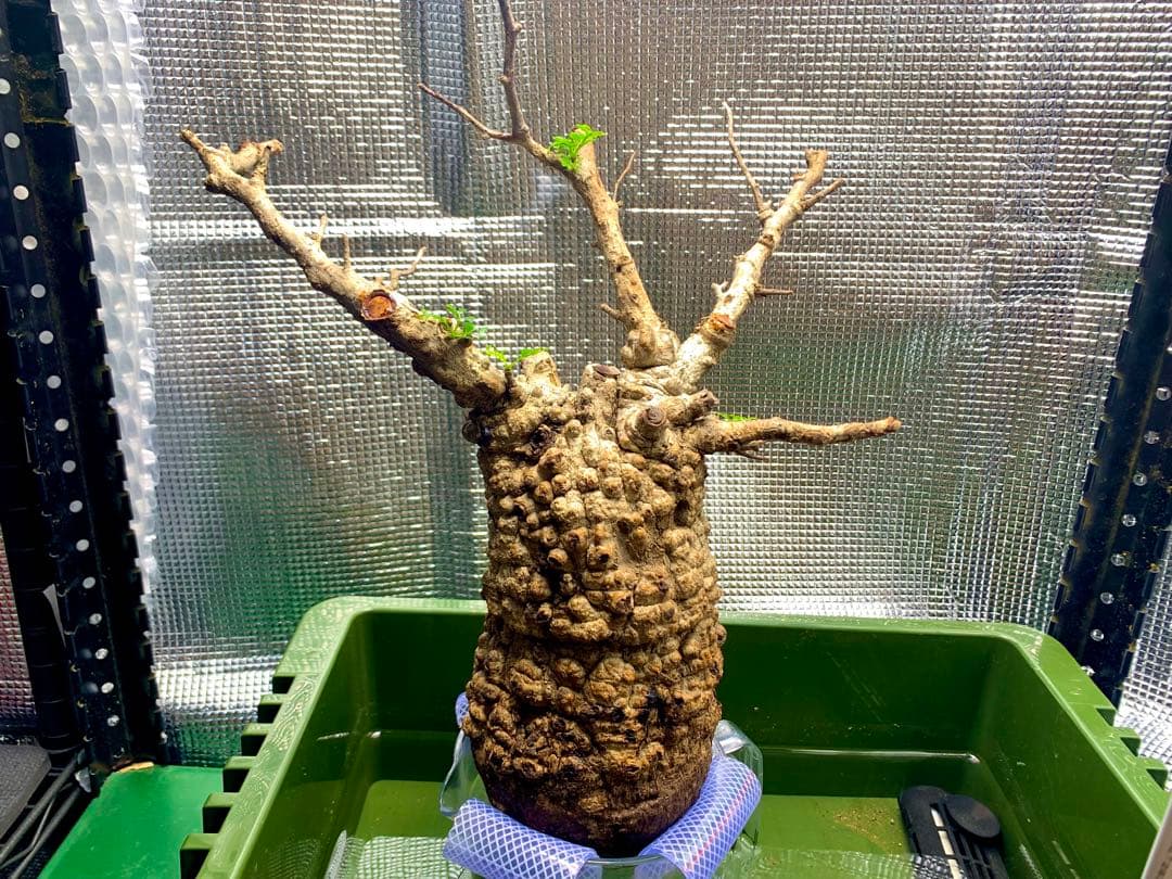 うったんさん専用　オペルクリカリアパキプス