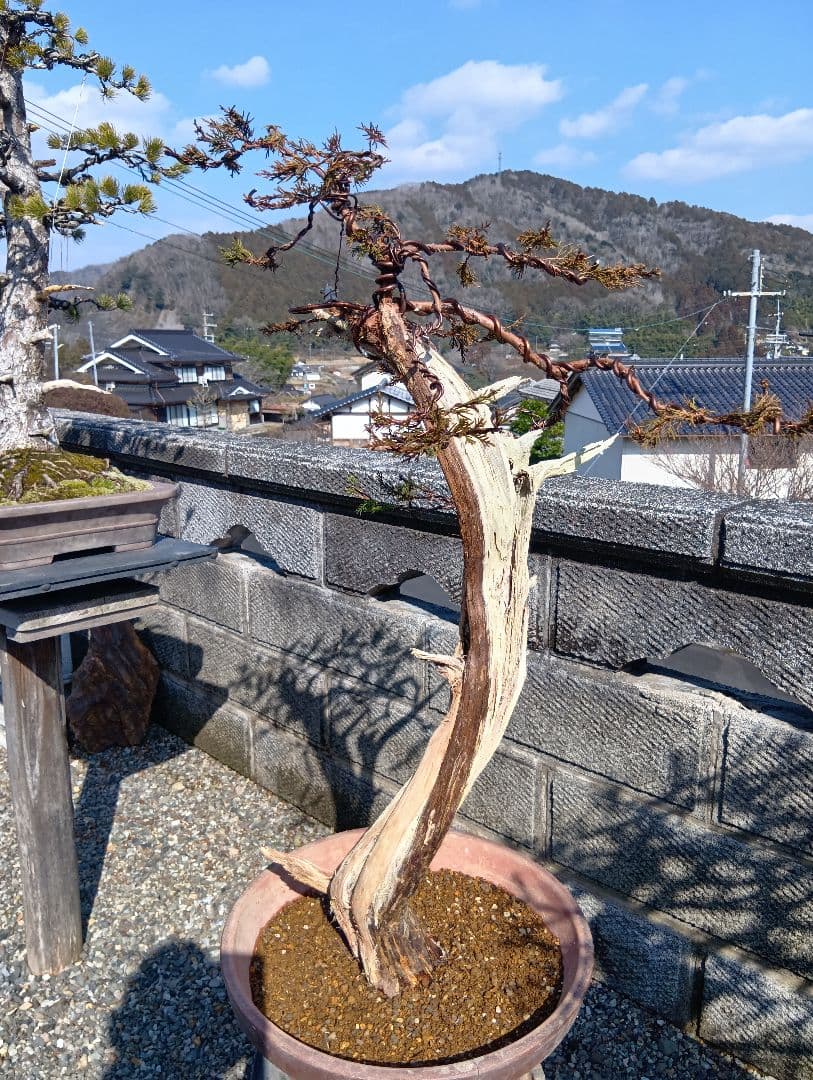 真柏大品盆栽‼️引き取り限定‼️