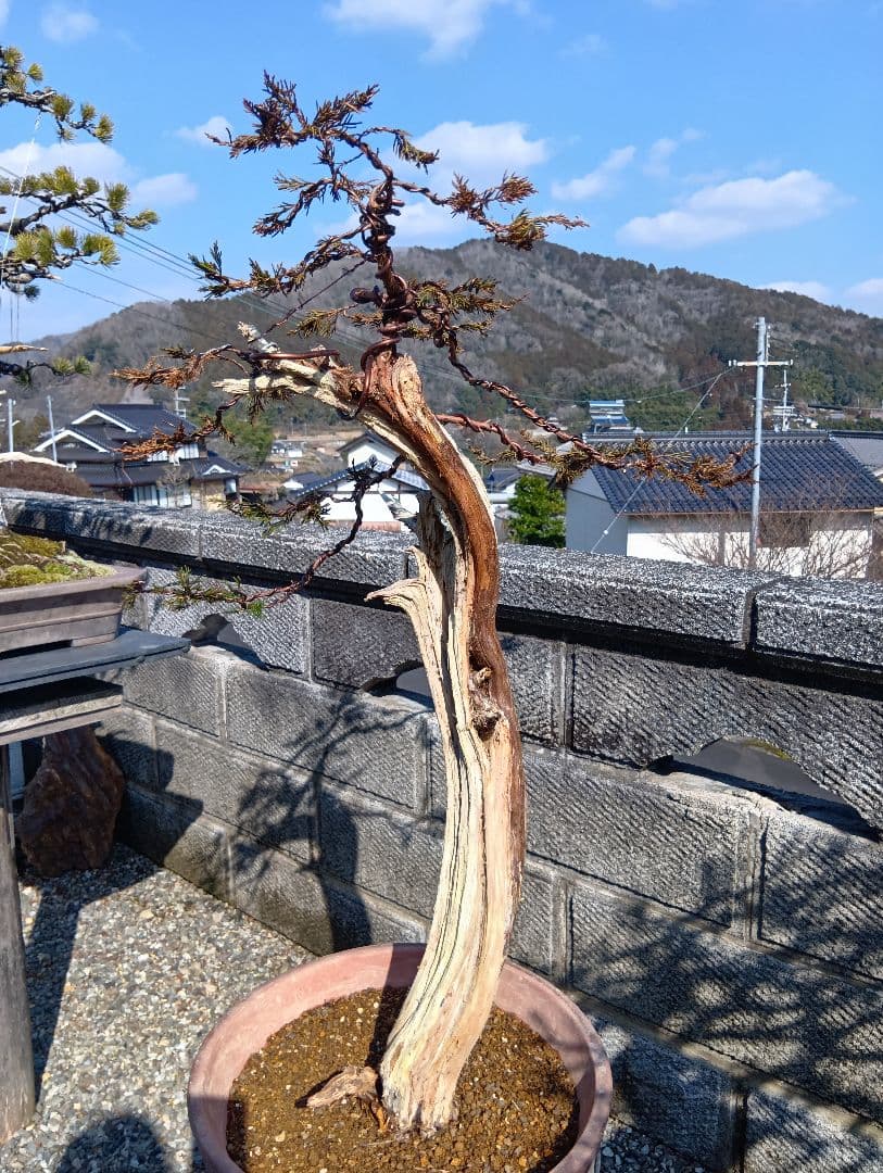 真柏大品盆栽‼️引き取り限定‼️